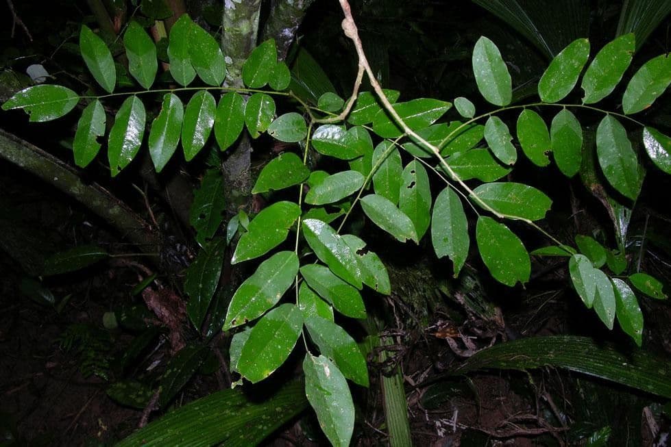 Dalbergia 3