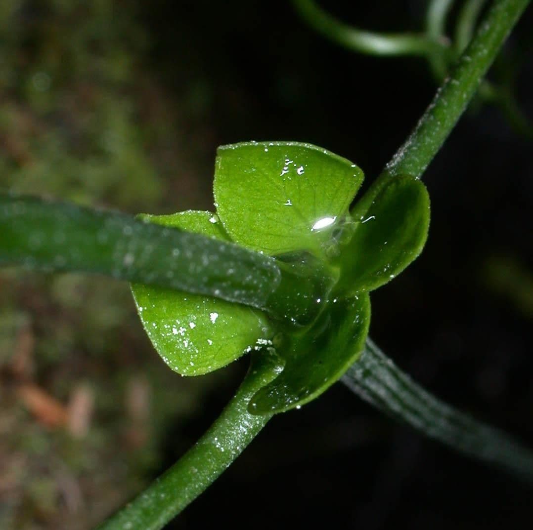 Anemopaegma