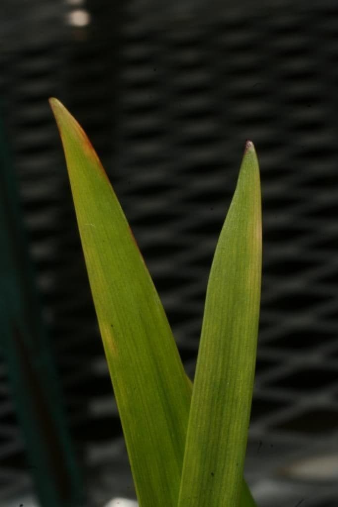 Xyris tennesseensis 18