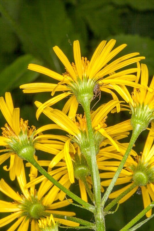 Doronicum austriacum 18