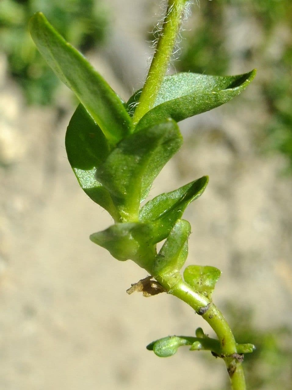 Veronica alpina 21