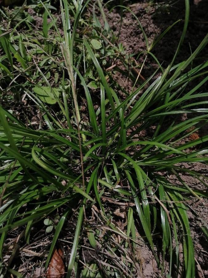 Scleria a piccoli frutti 7