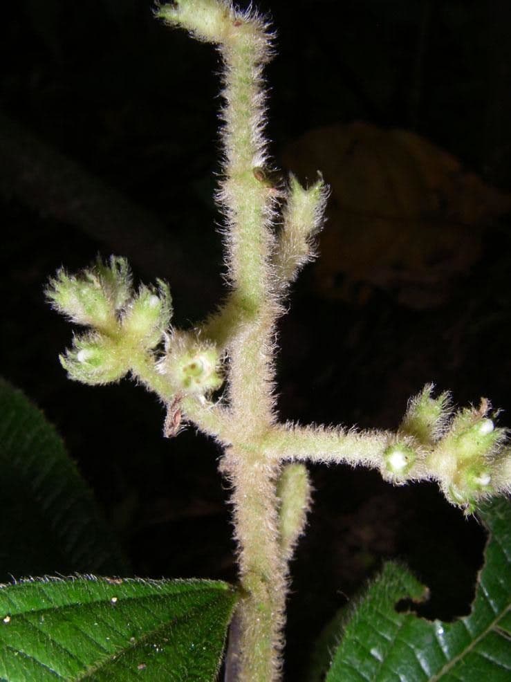 Miconia 18