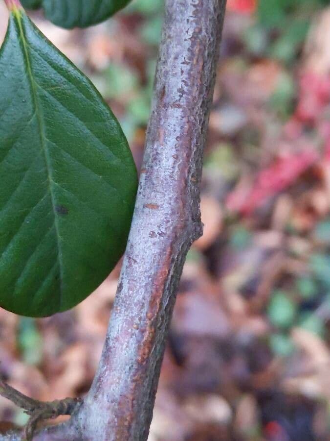 Cotoneaster 25