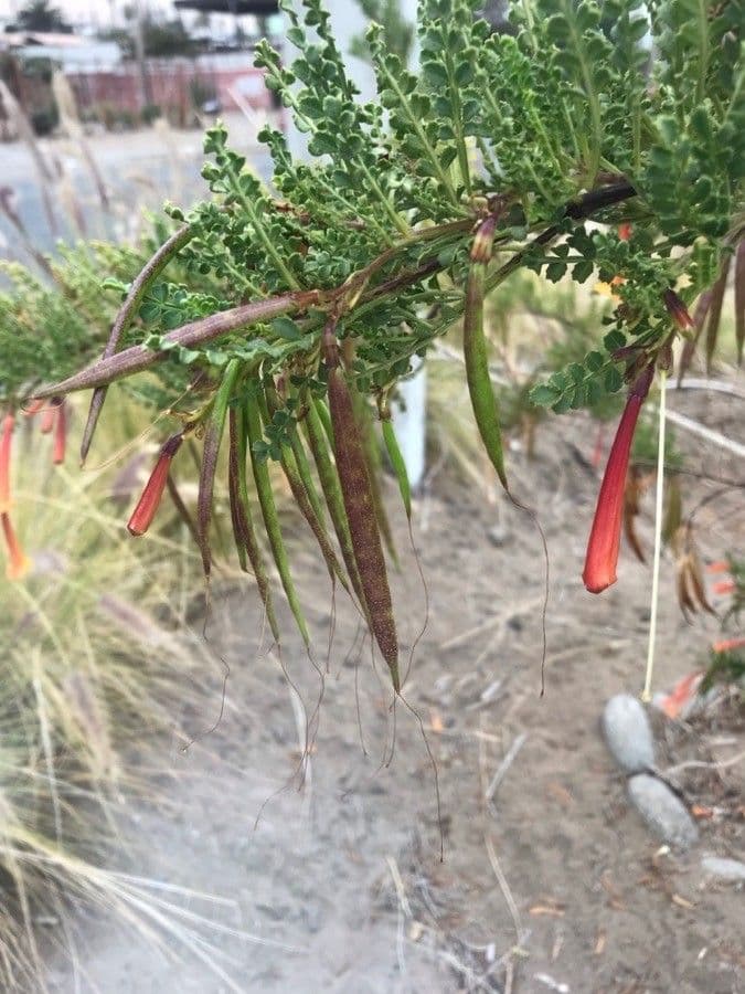 Schneeranke 5