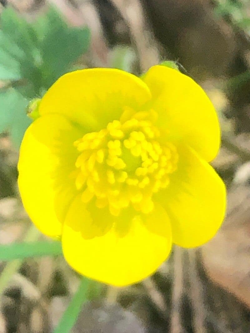 Ranunculus ollissiponensis 5