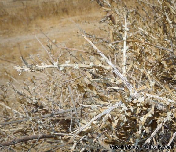 Grayia spinosa 20