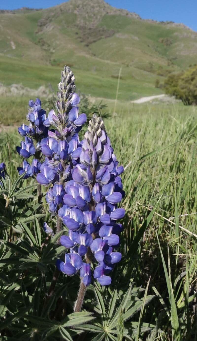 Schmalblättrige Lupine 9