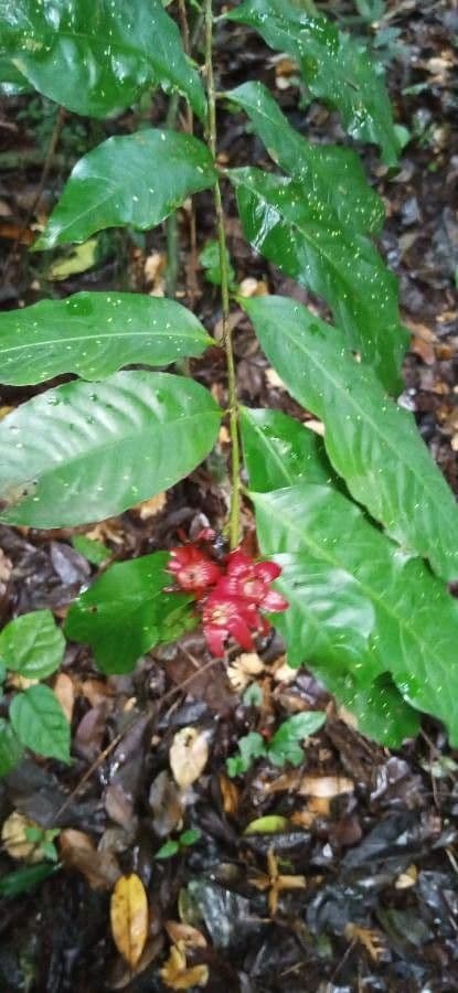 Heisteria parvifolia 4