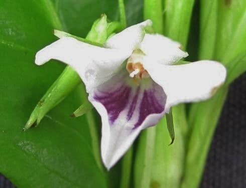 Viola stipularis 5