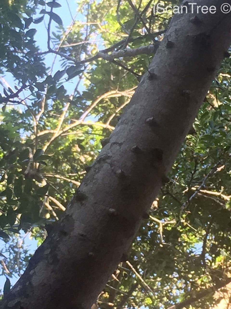 Zanthoxylum 10
