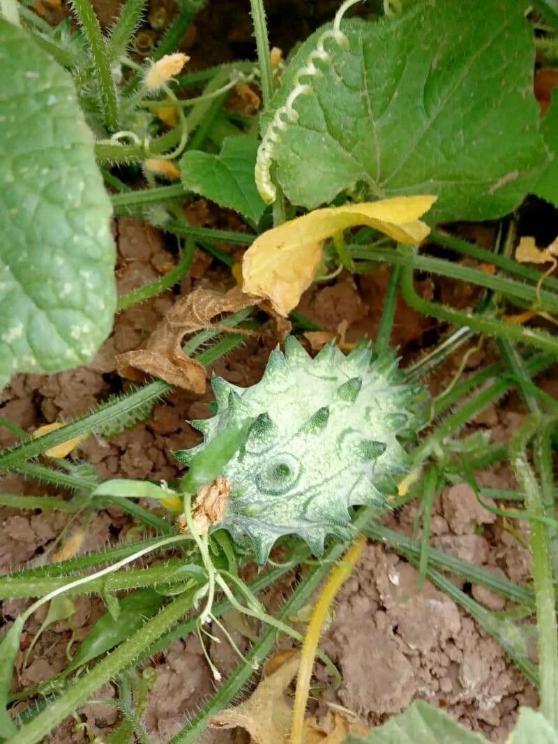 Melone cornut 8