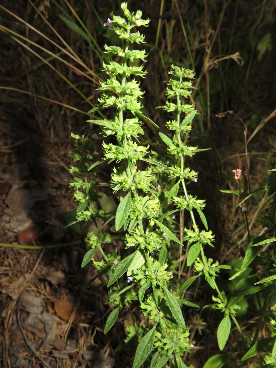 Hedeoma 7