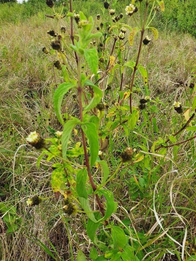 Lippia 9