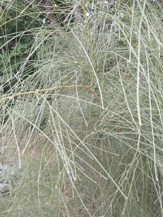 Ginestra odorosa 16