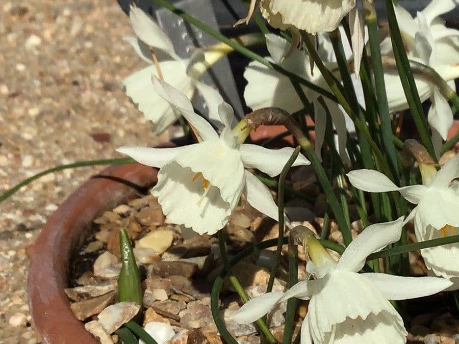 Kantabrischer Jonquil