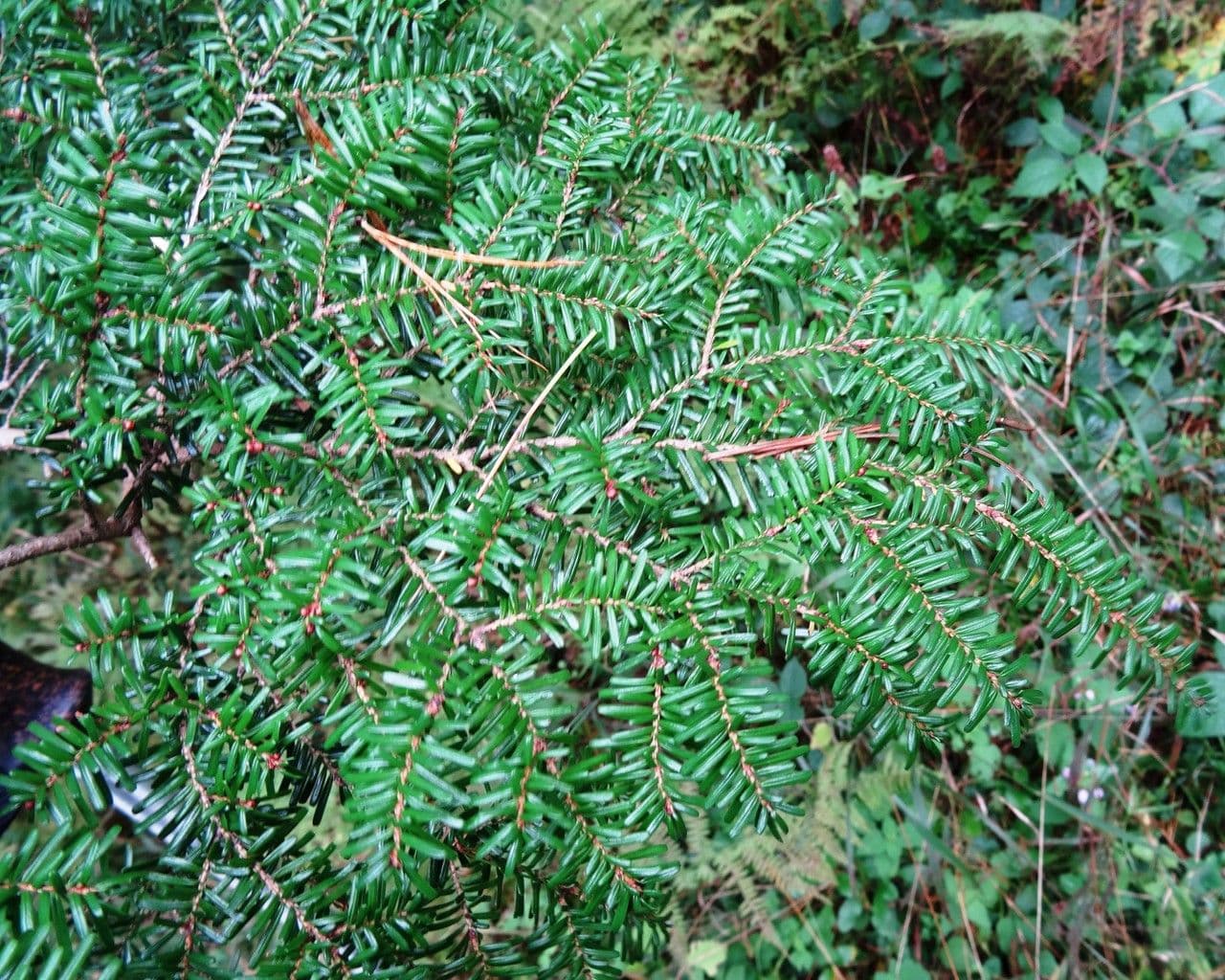 Tsuga diversifolia 8