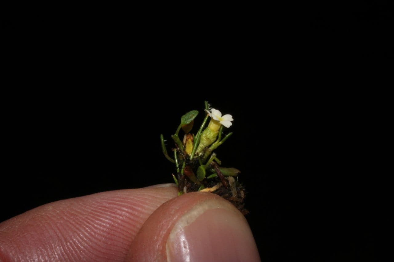 Ourisia 4