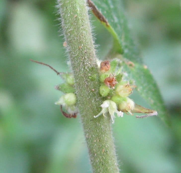 Pouzolzia 6