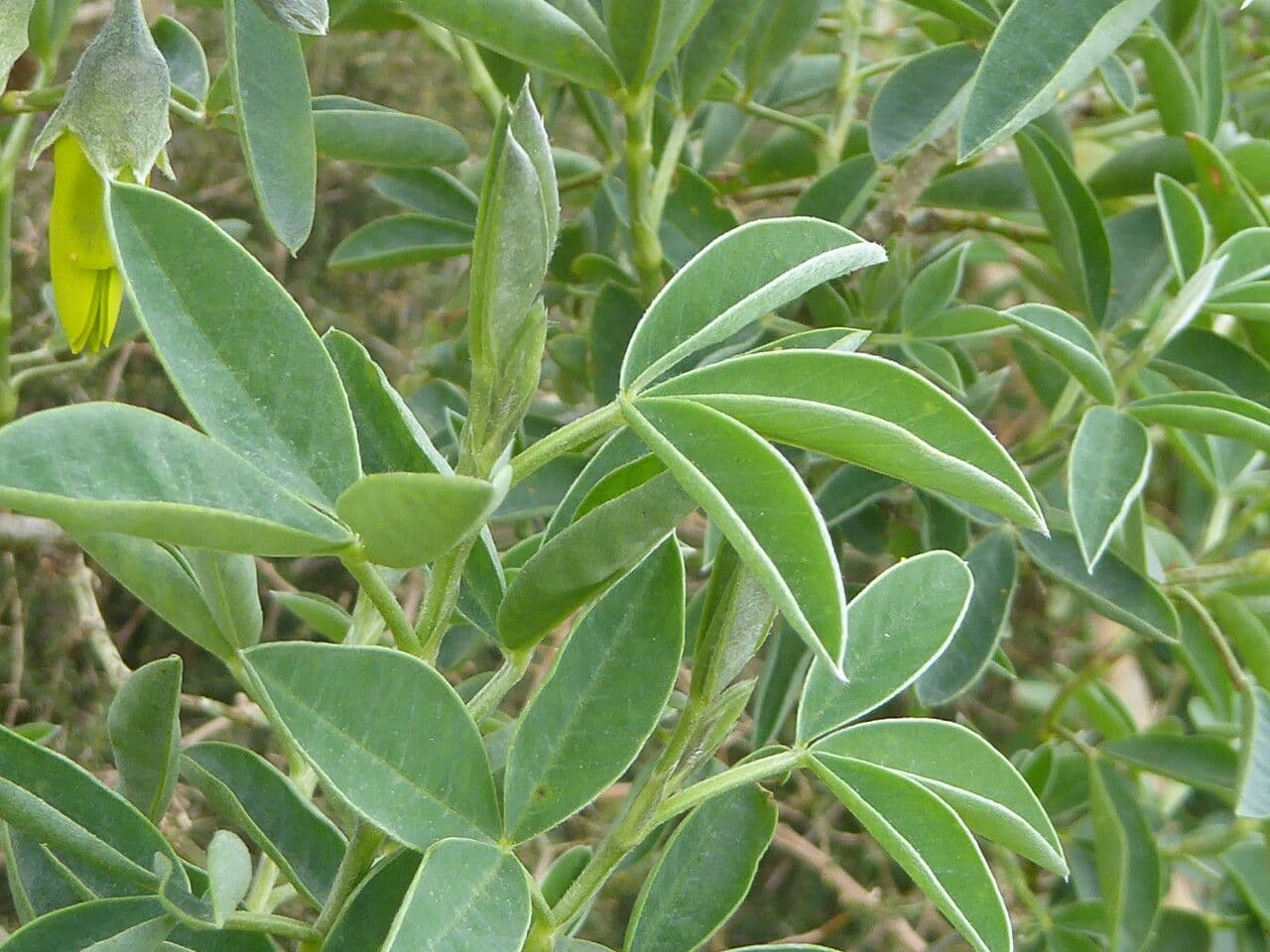Anagyris fetida 18
