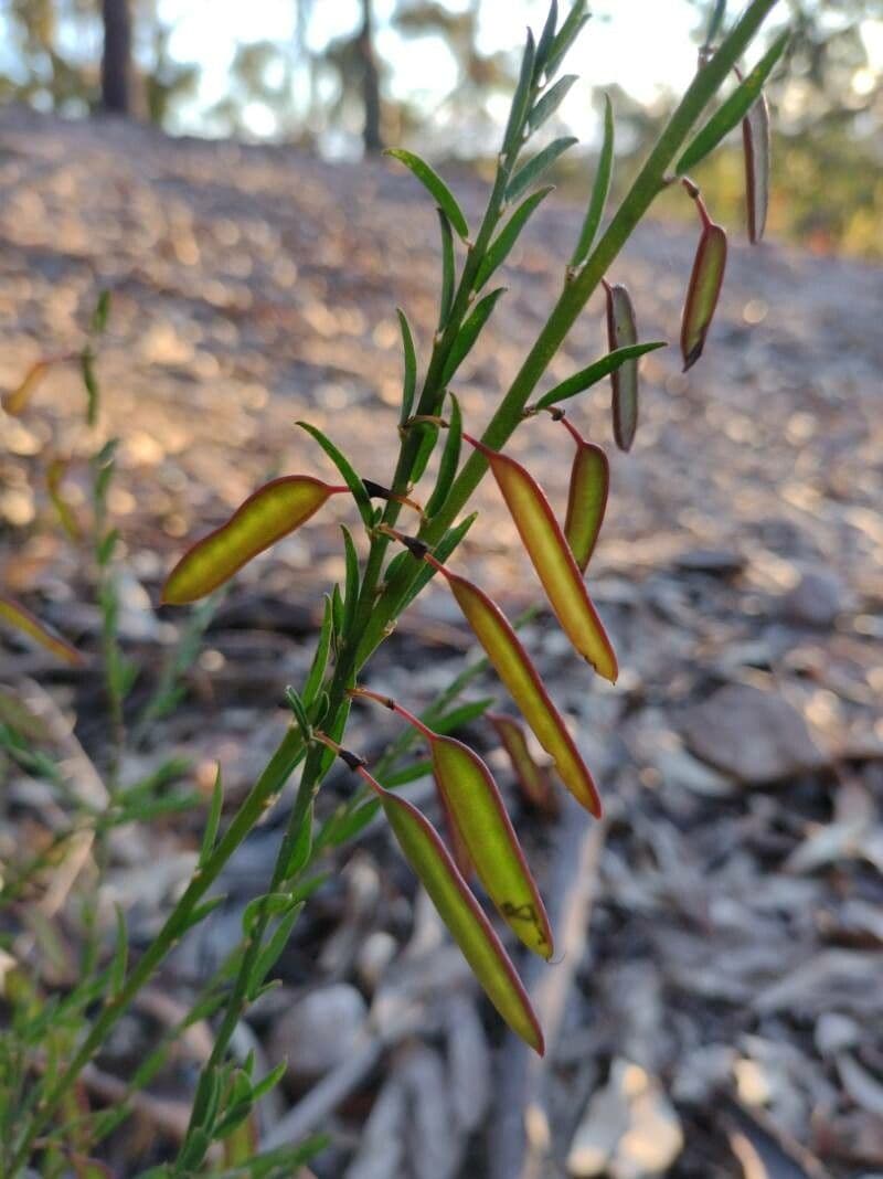 Bossiaea