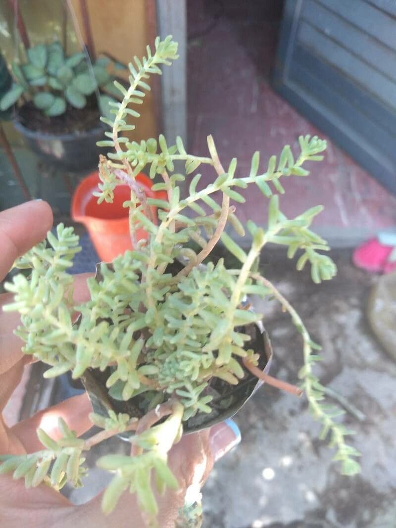 Borracina 2