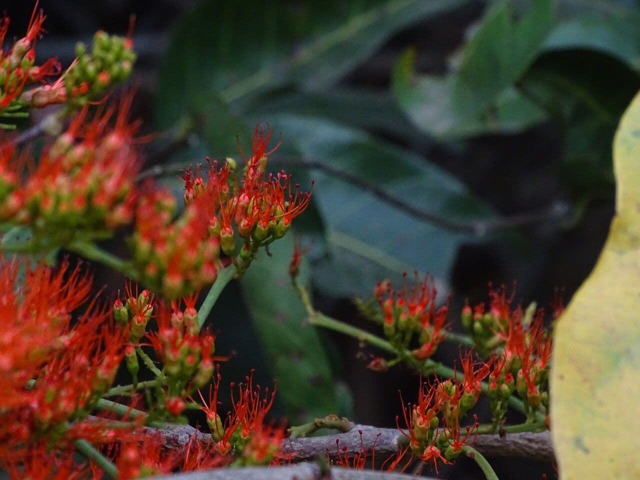 Combretum paniculatum 15