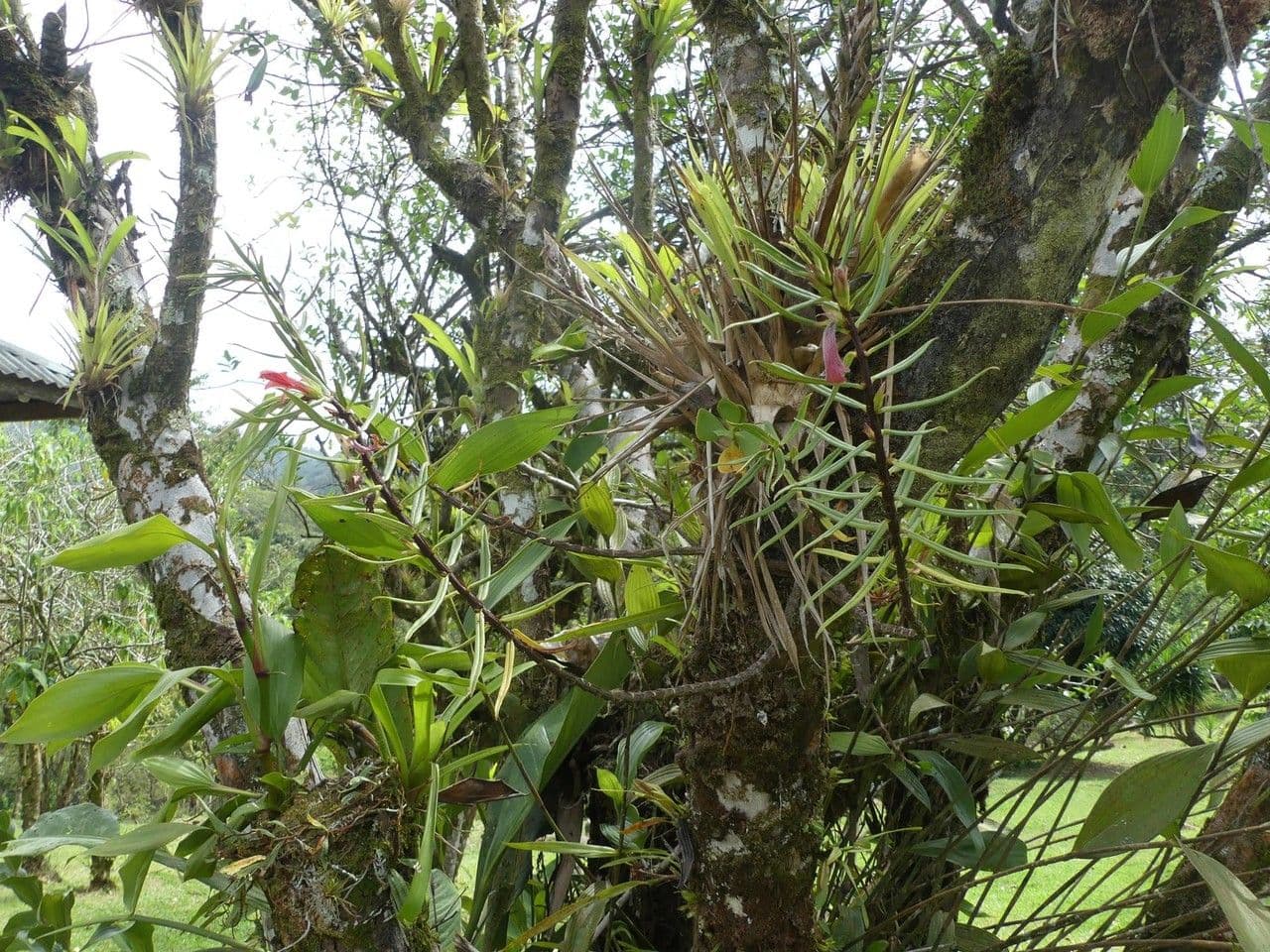 Columnea 13