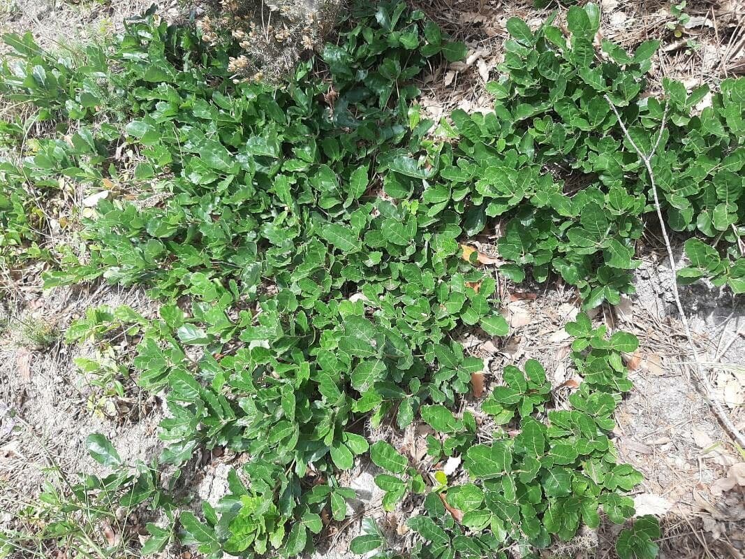 Quercia lusitanica 8