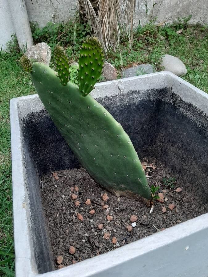 Erect prickly-pear 22