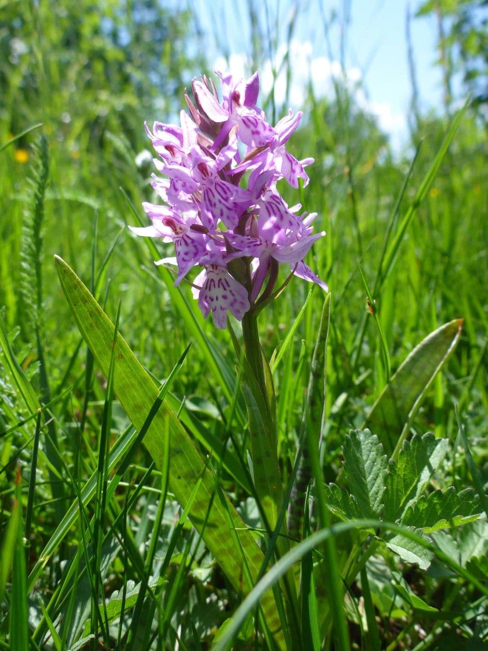 Orchidea macchiata 26