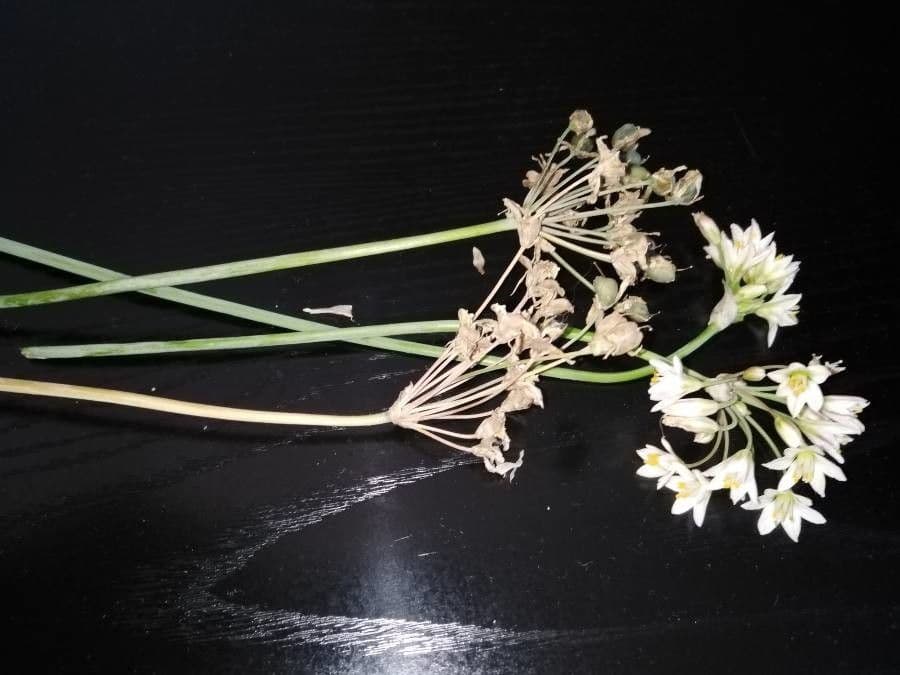 Schnittknoblauch 22