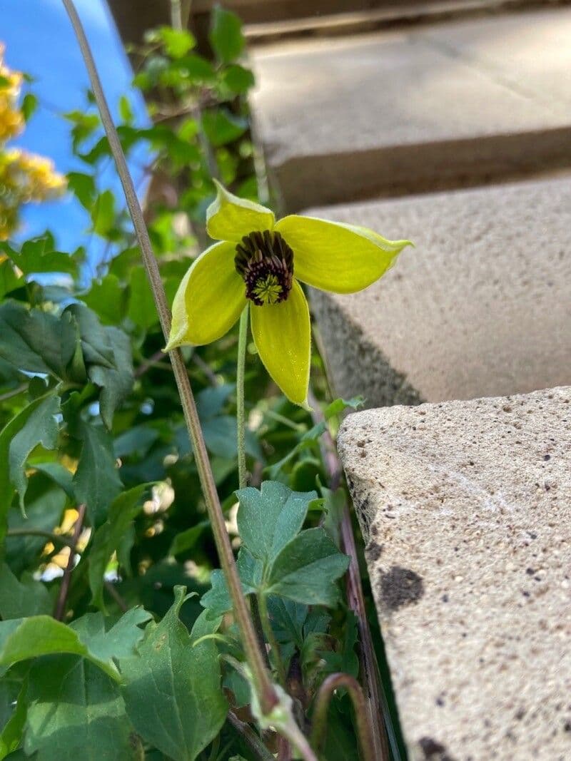Clematis orientale 9