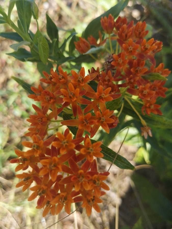 Asclepiade tuberosa 26