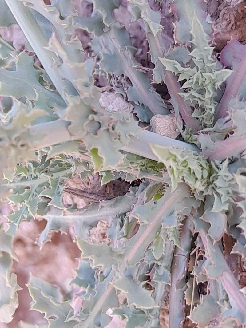 Launea mucronata 18