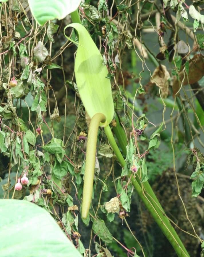 Anturio