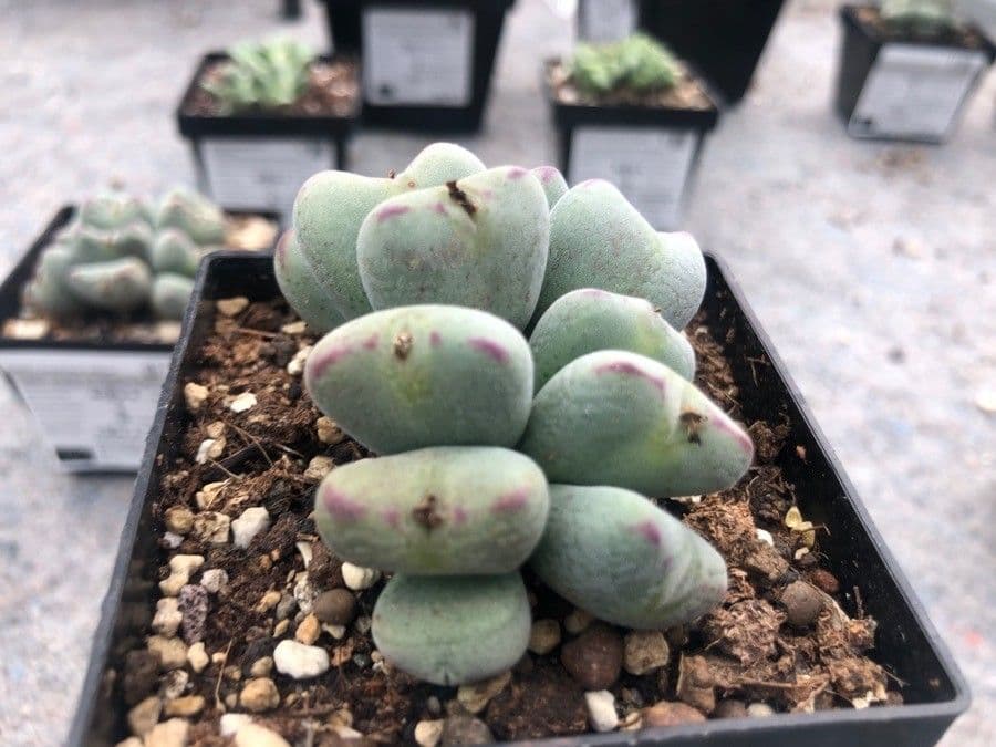 Conophytum 2