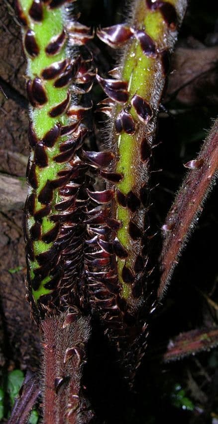 Cyathea bicrenata