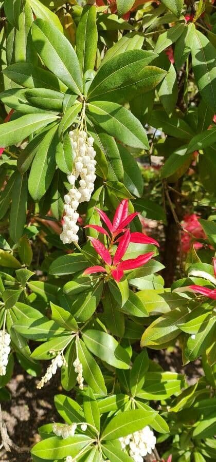 Pieris