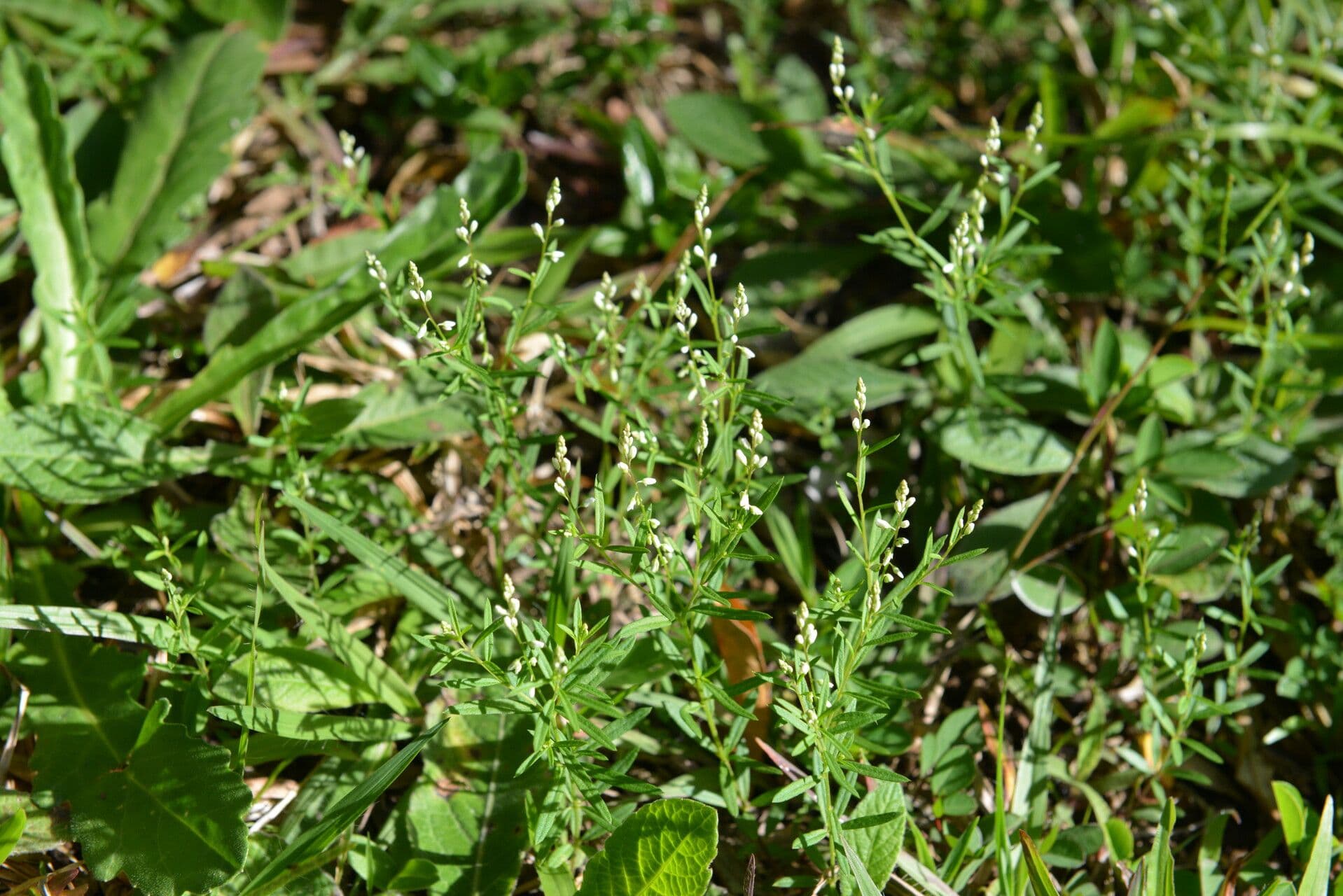 Polygala glochidiata