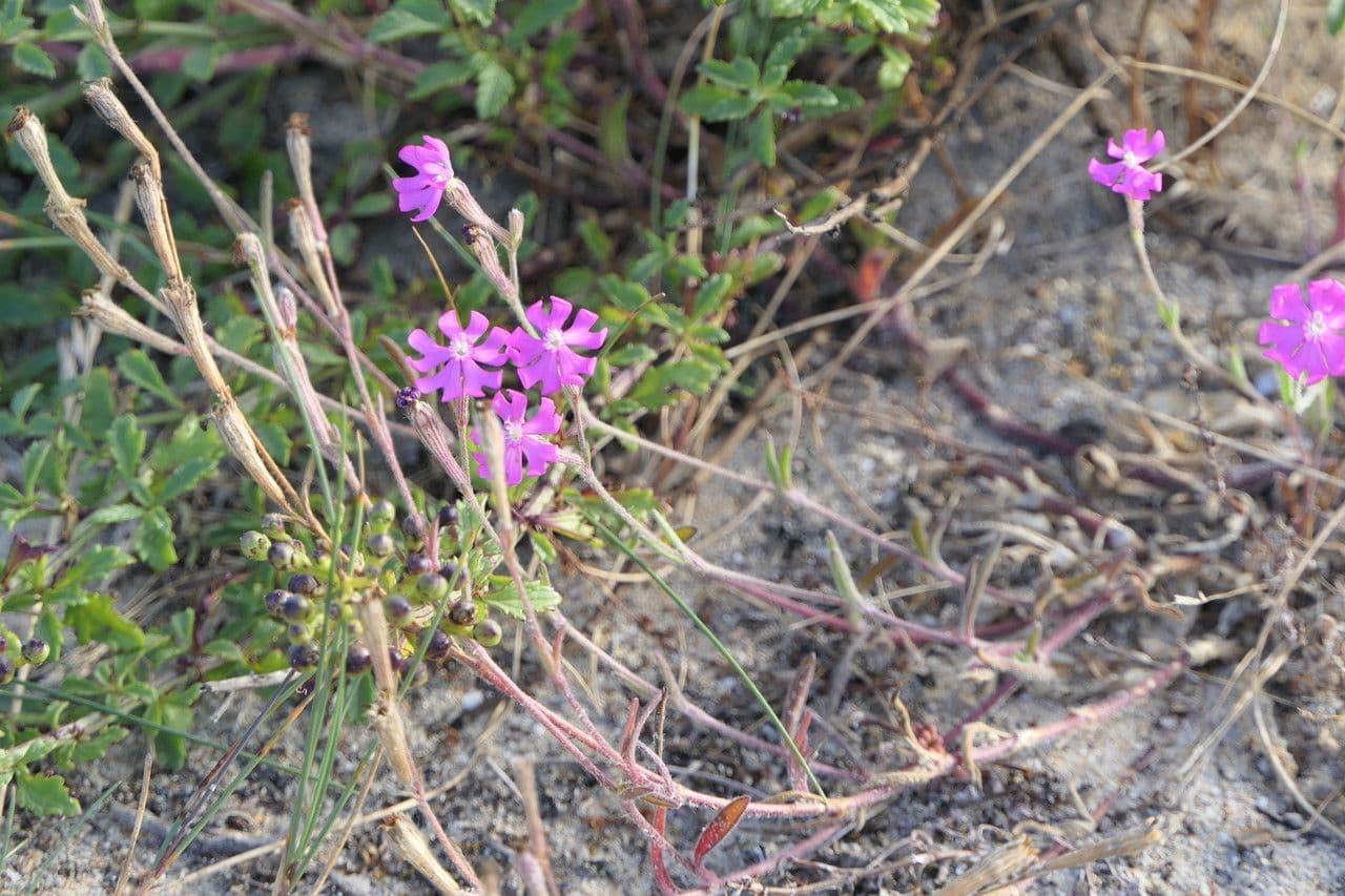 Silene 8