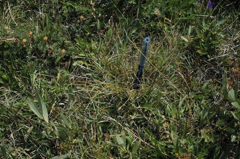 Kobresia myosuroides 6