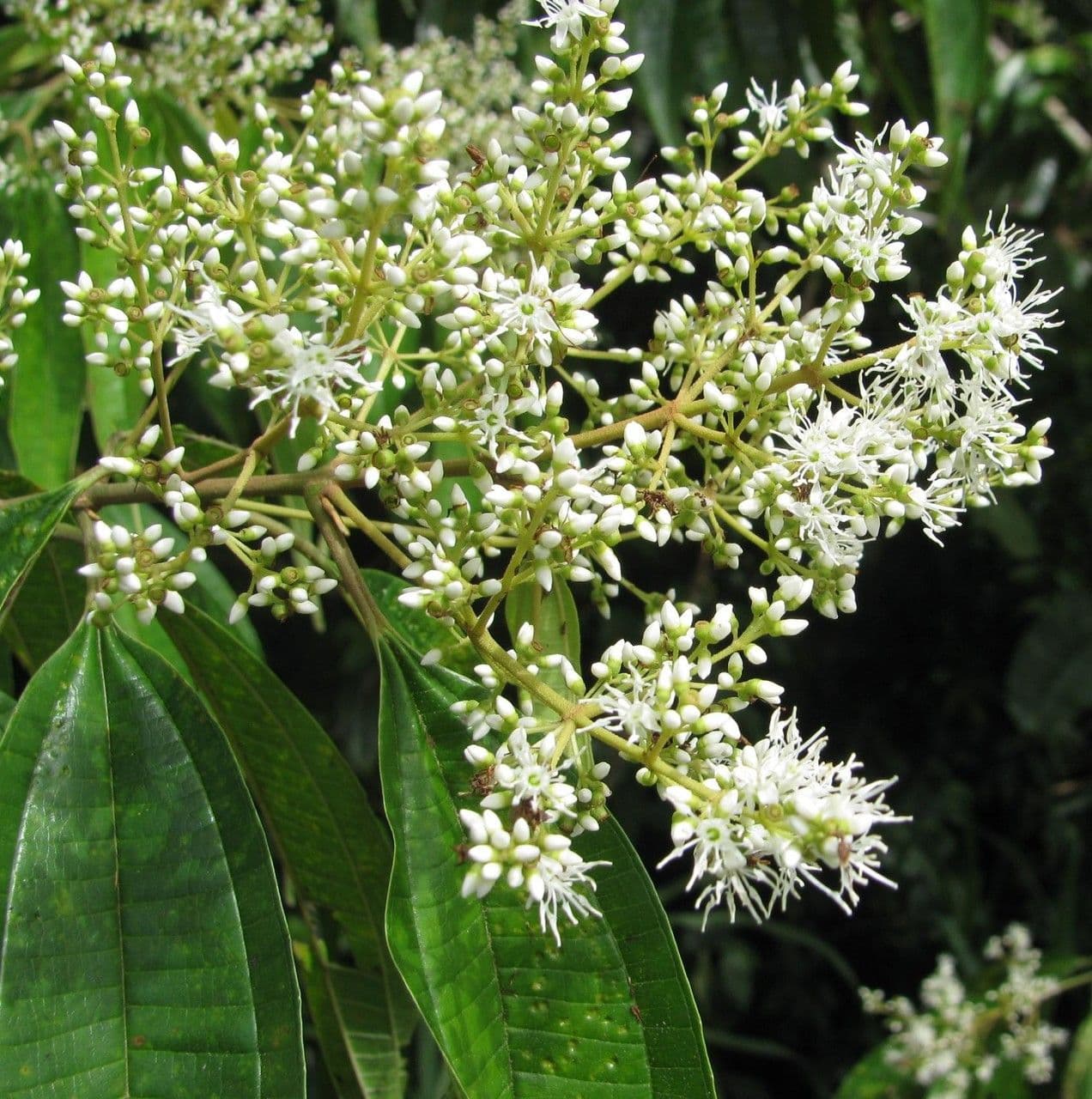 Miconia minutiflora 3