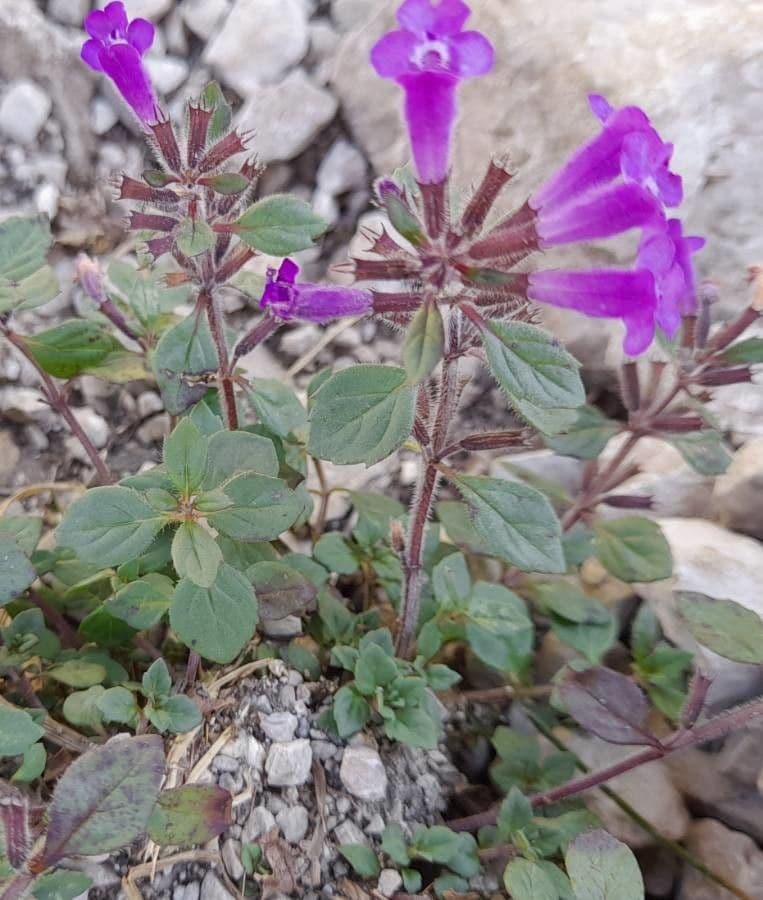 Calaminta alpina 19