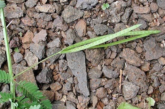 Desmanthus 6