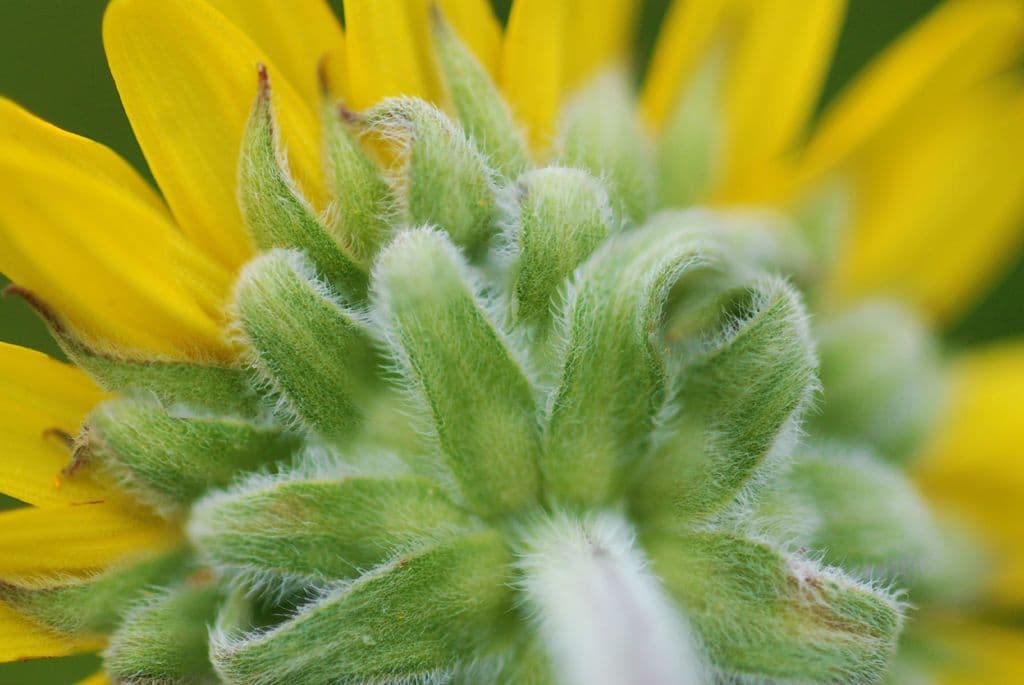 Asch-Sonnenblume 6