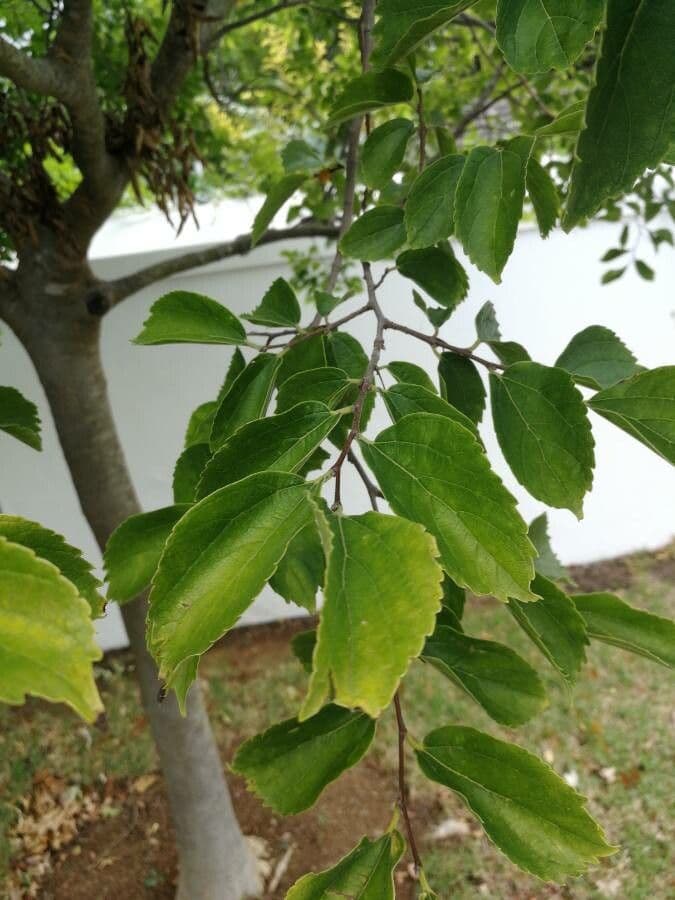 Bagolaro africano 5