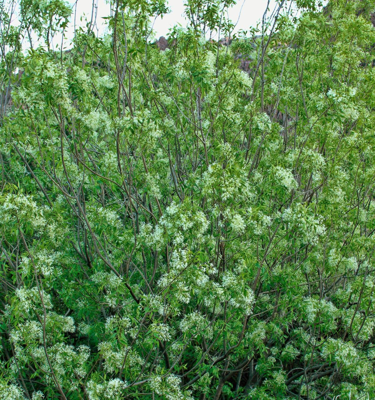 Fraxinus cuspidata 9