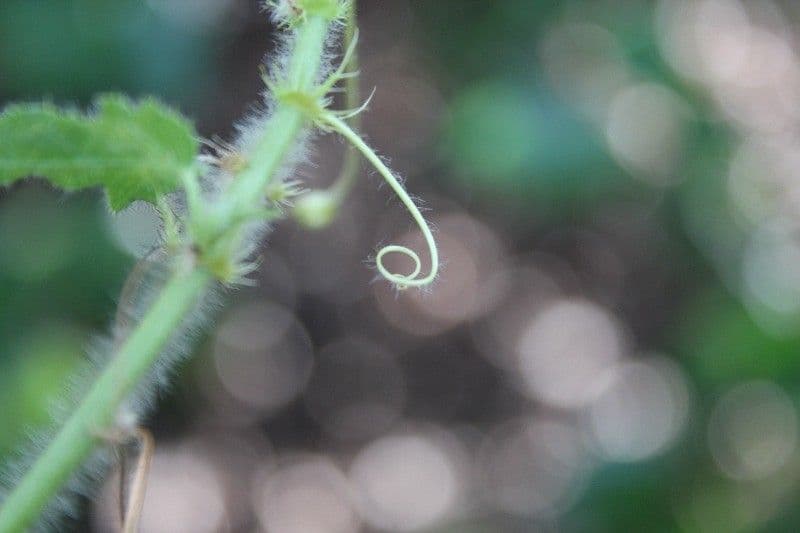 Passiflora fetida 26