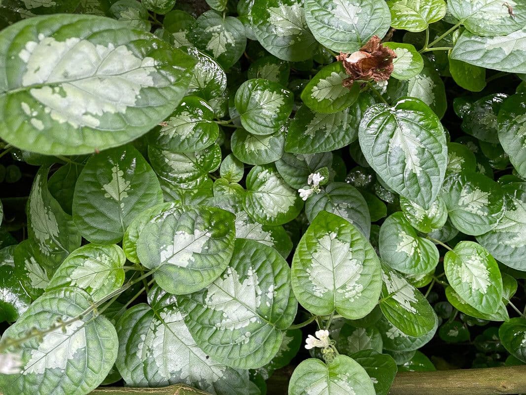 Isoglossa